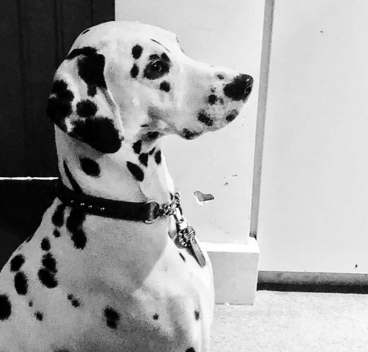 Olilou Dalmatian