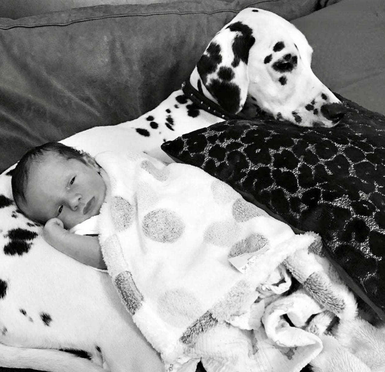 Olilou Dalmatian