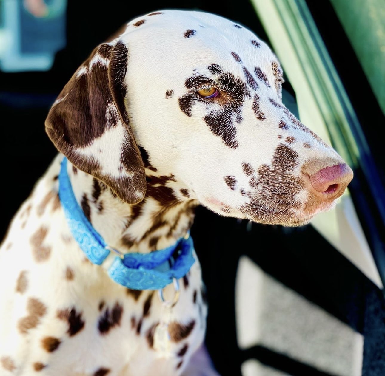 Olilou Dalmatian