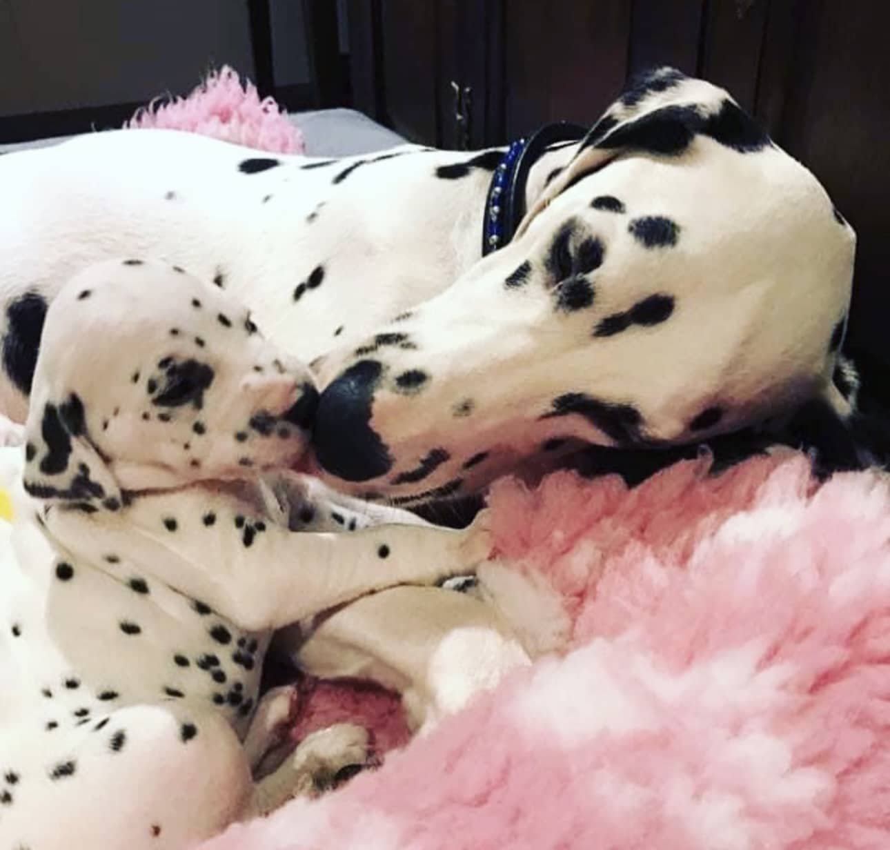 Olilou Dalmatian