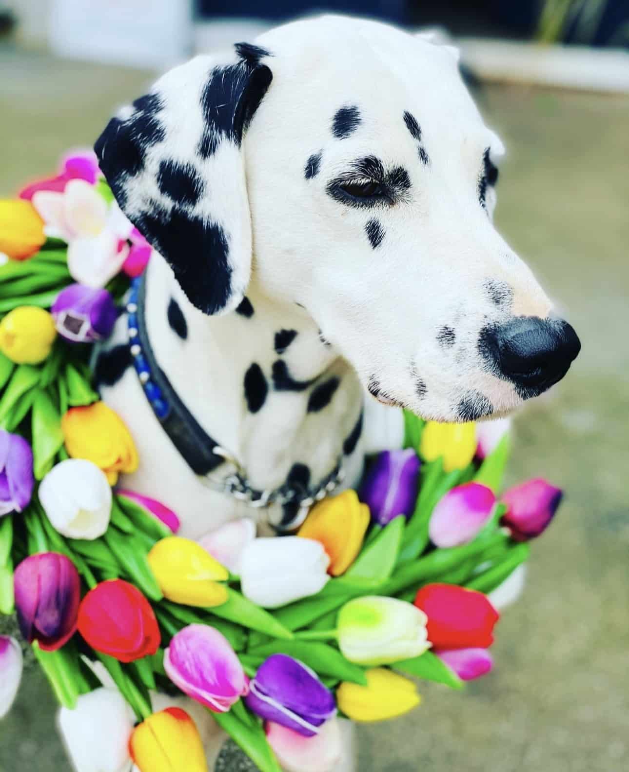 Olilou Dalmatian