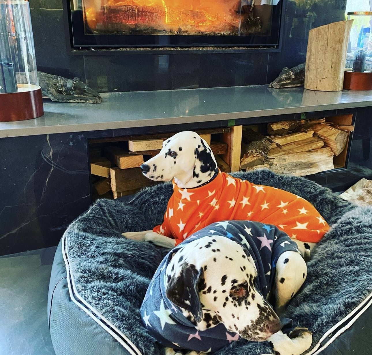 Olilou Dalmatian