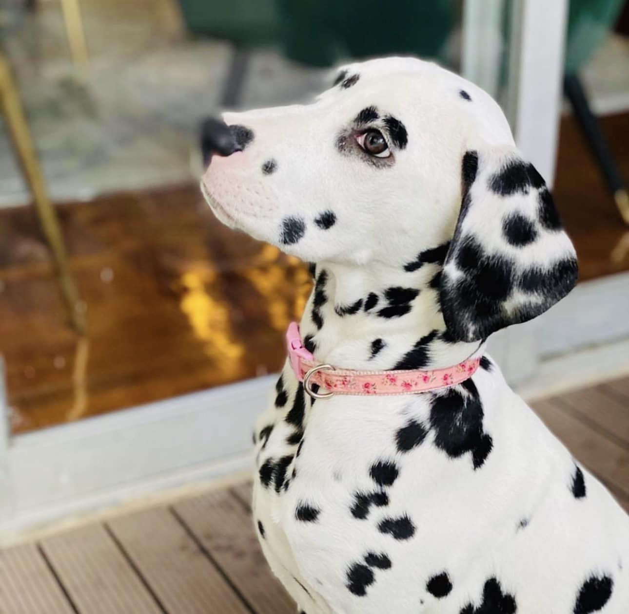 Olilou Dalmatian