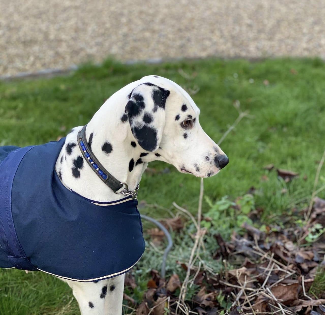 Olilou Dalmatian