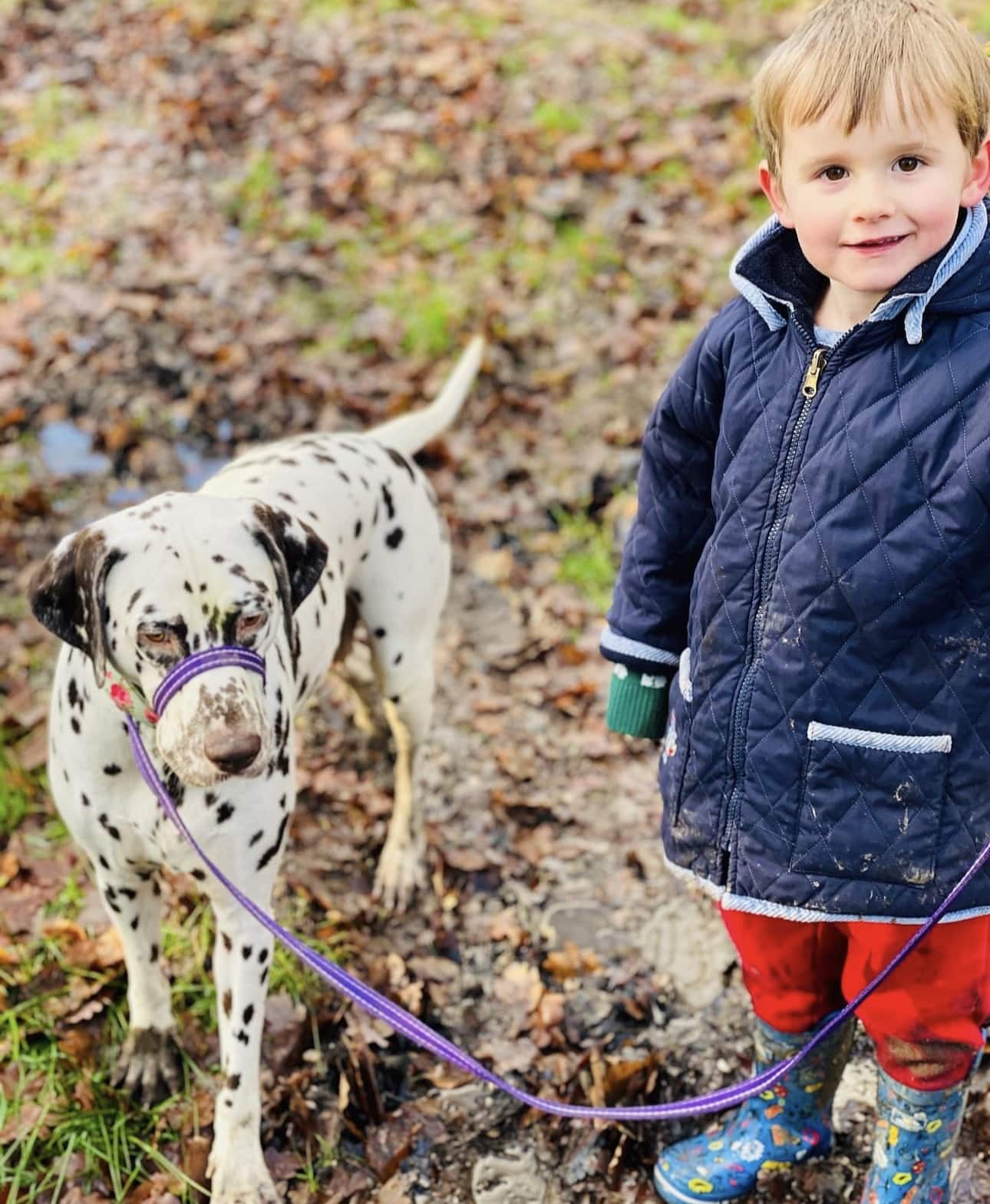 Olilou Dalmatian