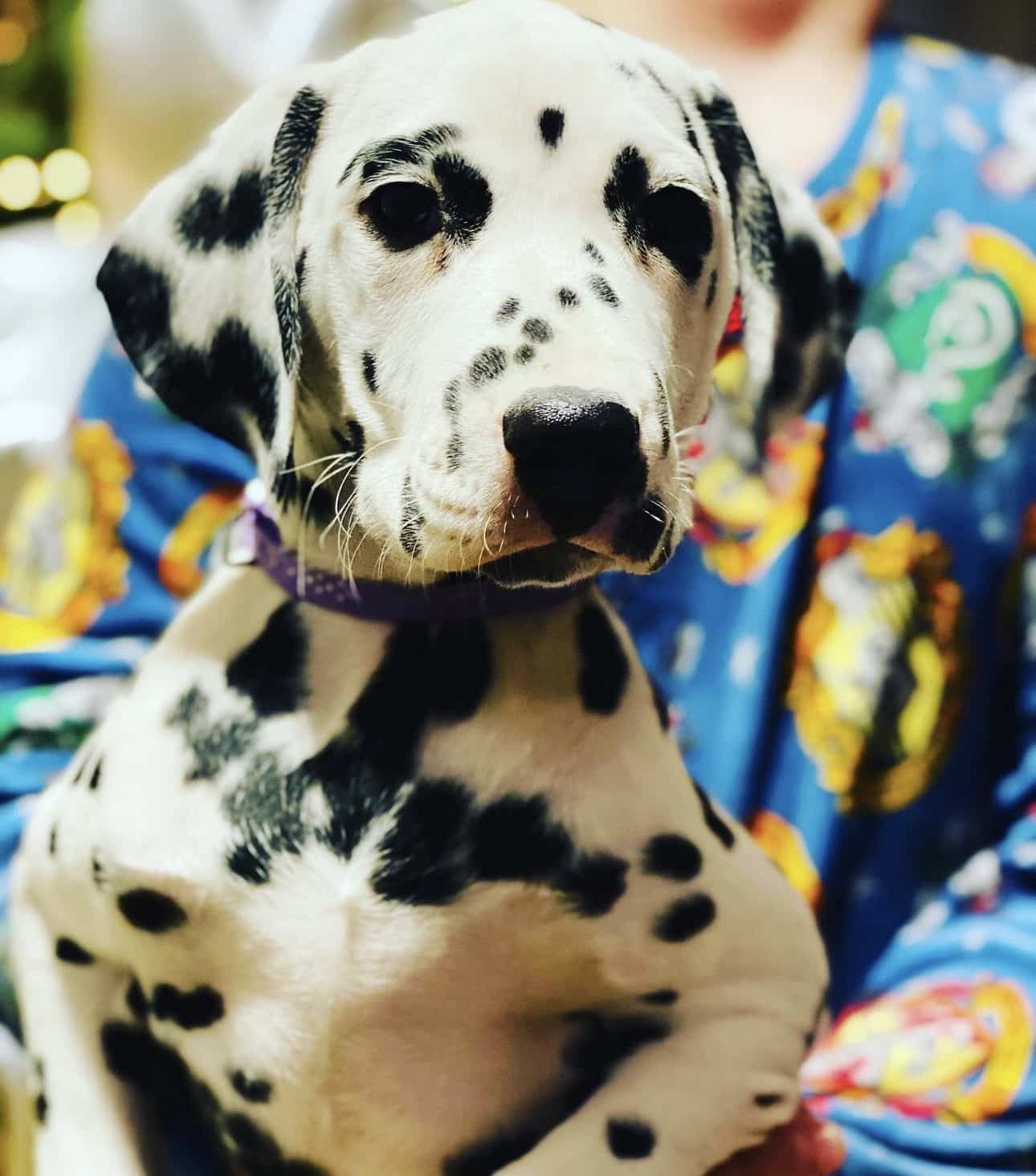 Olilou Dalmatian