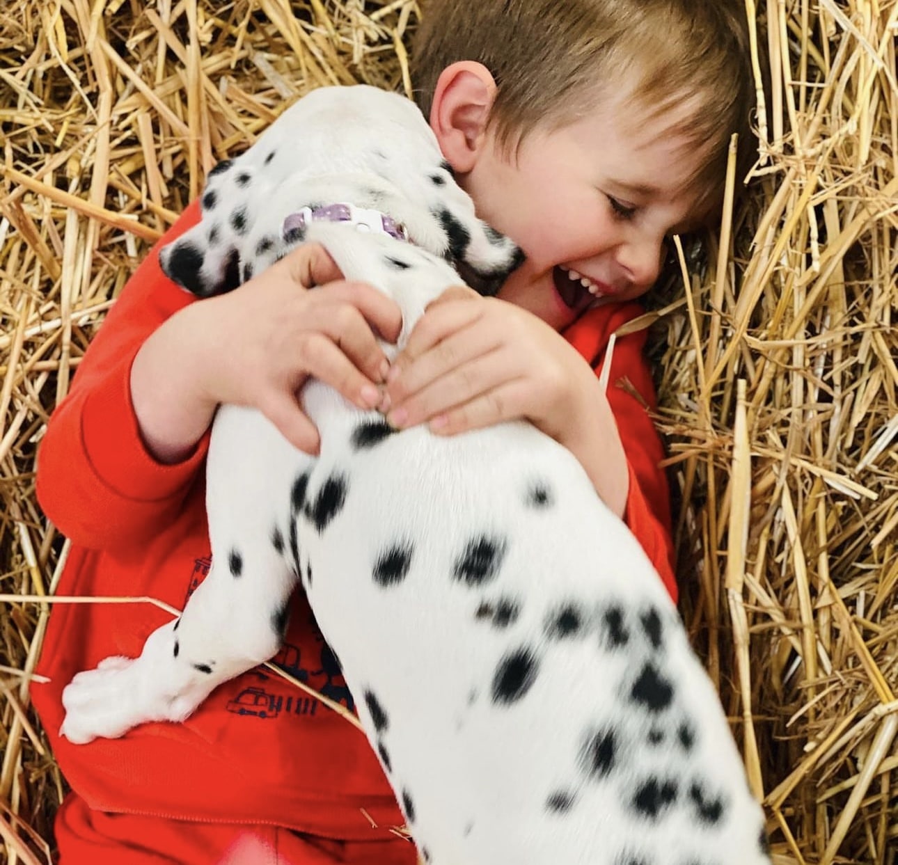 Olilou Dalmatian