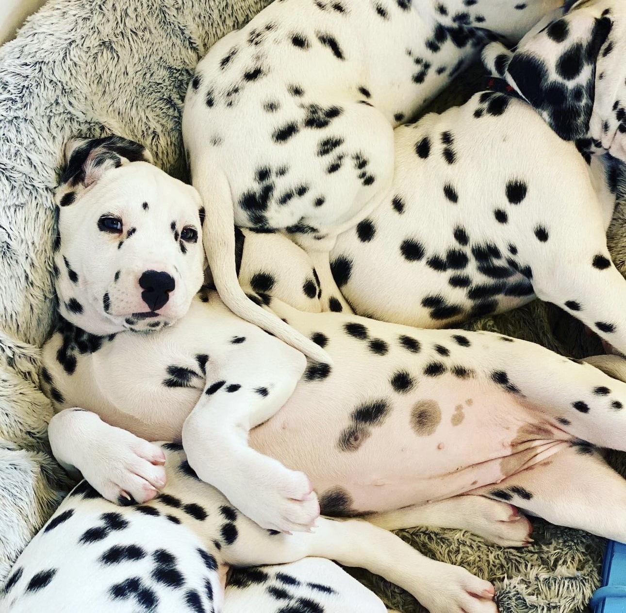 Olilou Dalmatian