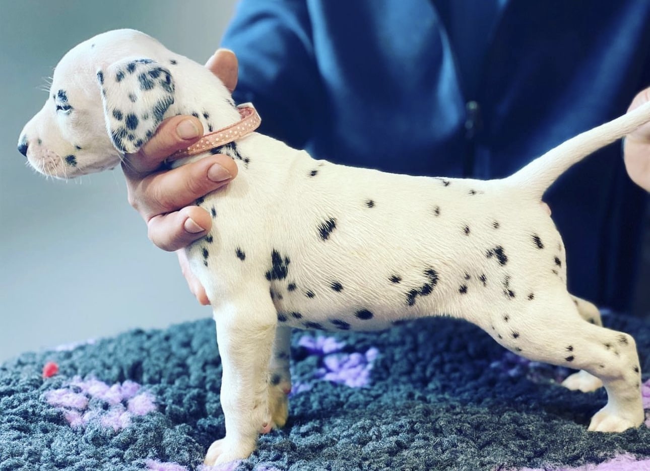 Olilou Dalmatian