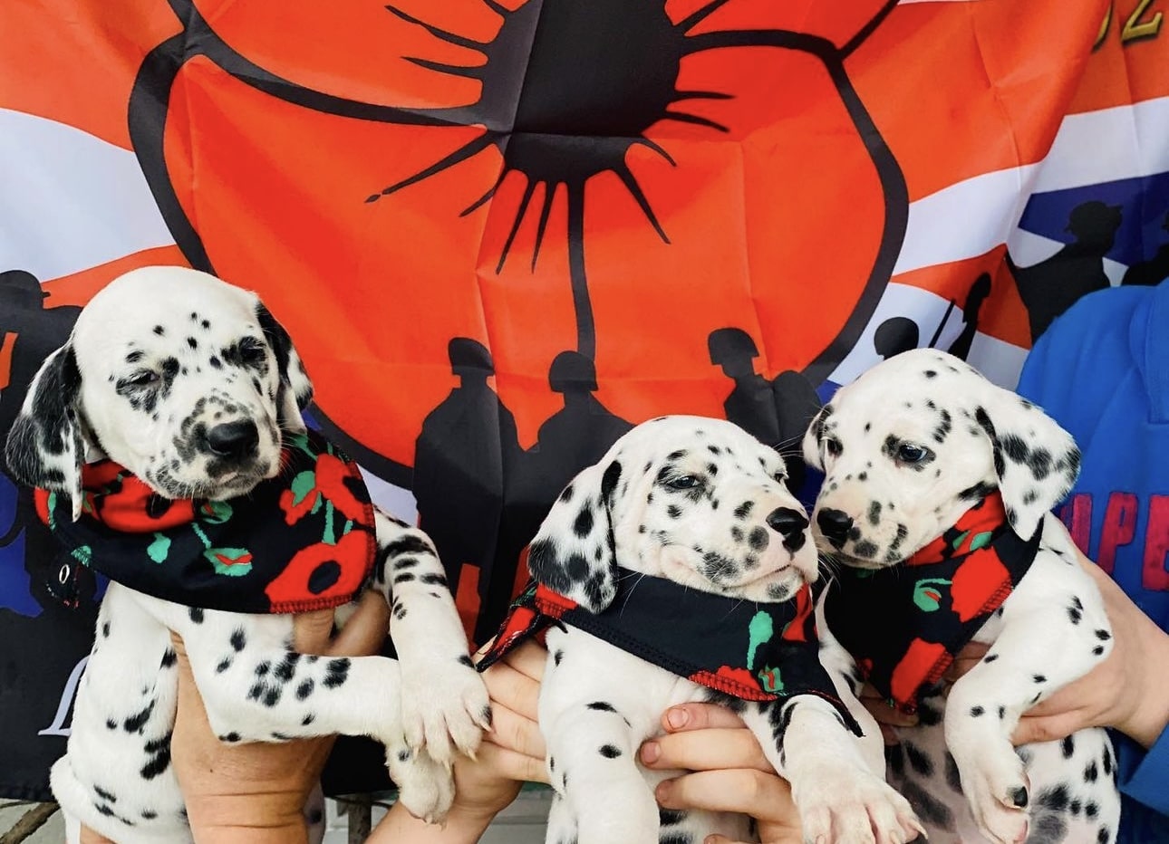 Olilou Dalmatian