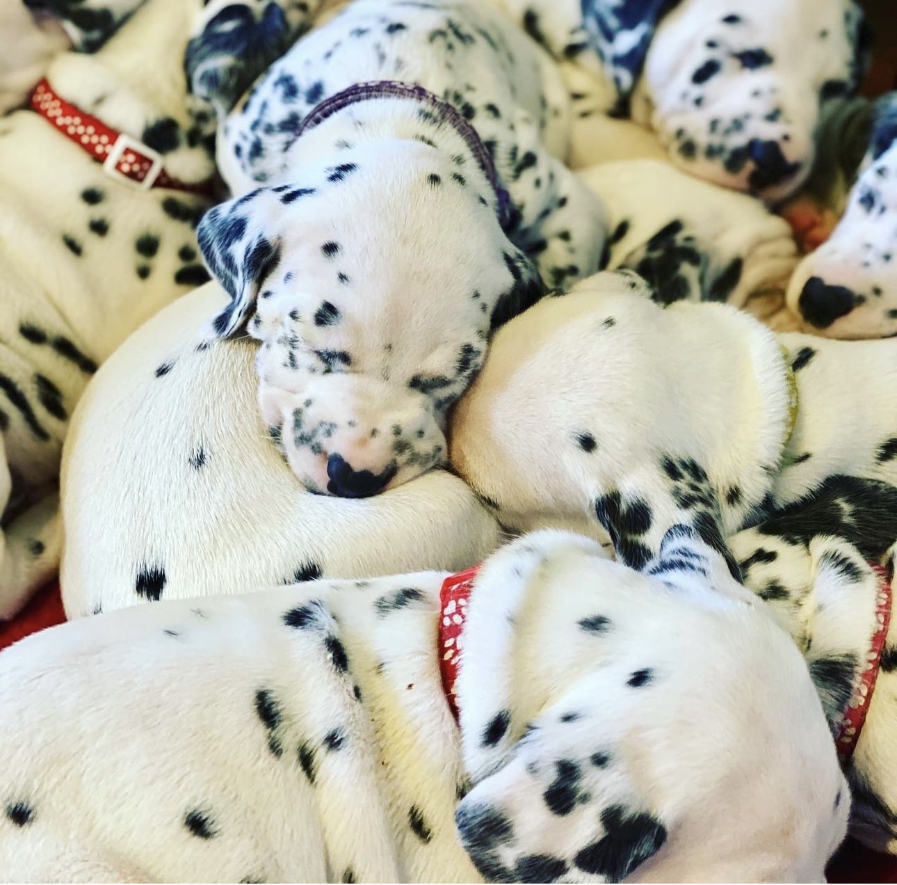 Olilou Dalmatian