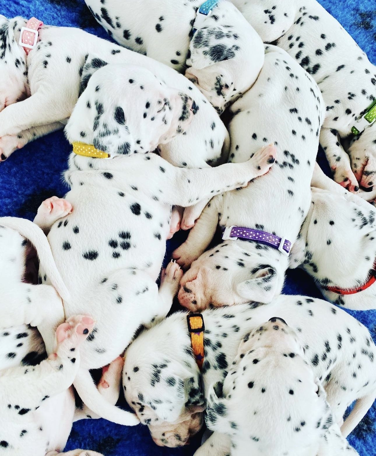 Olilou Dalmatian