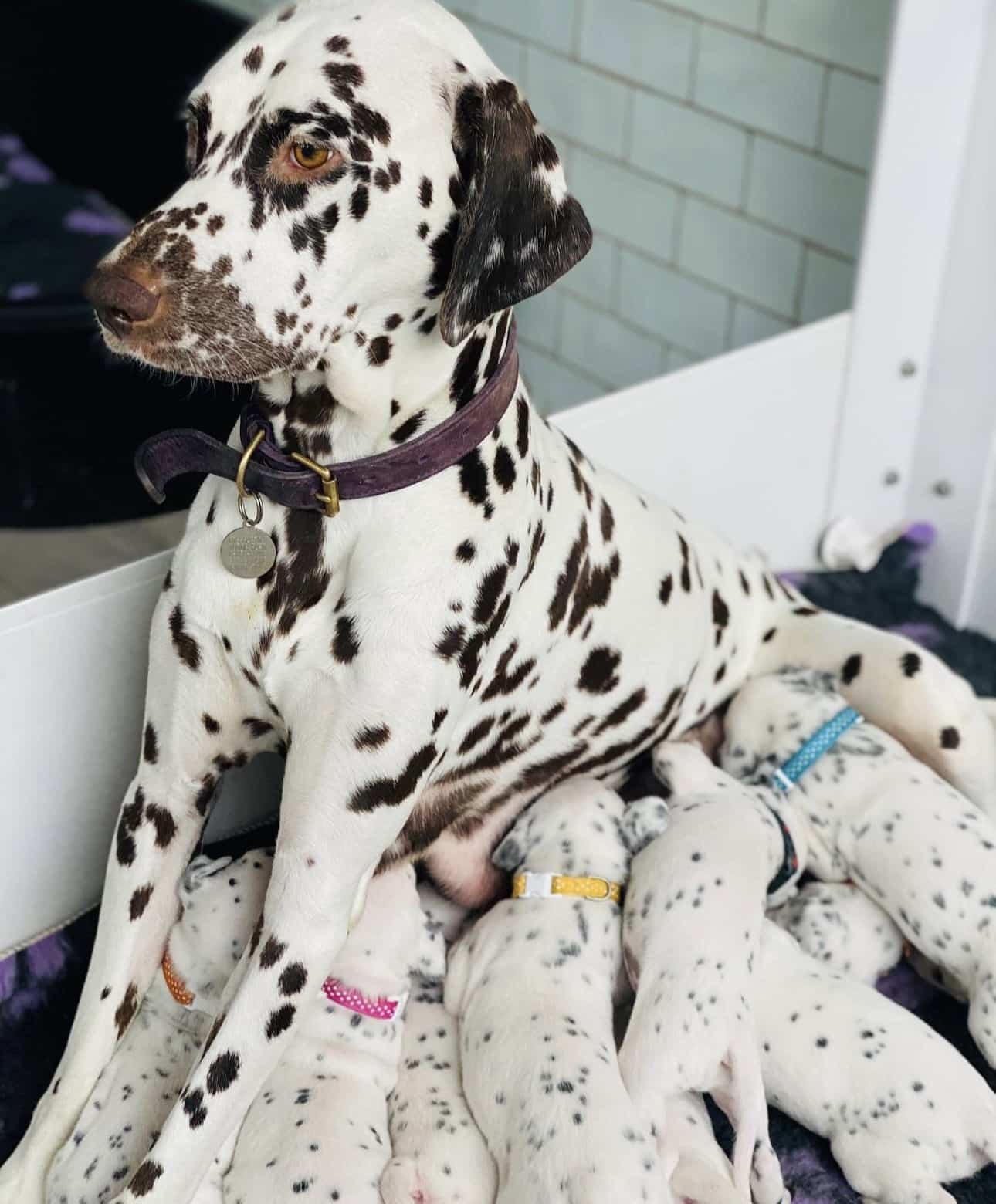 Olilou Dalmatian
