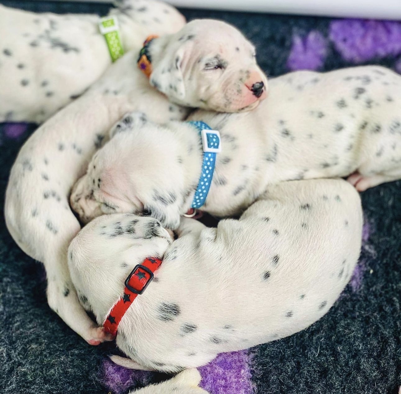 Olilou Dalmatian