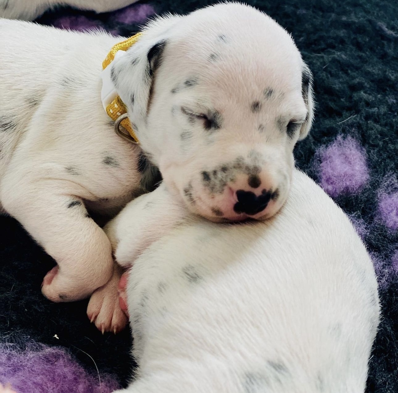 Olilou Dalmatian