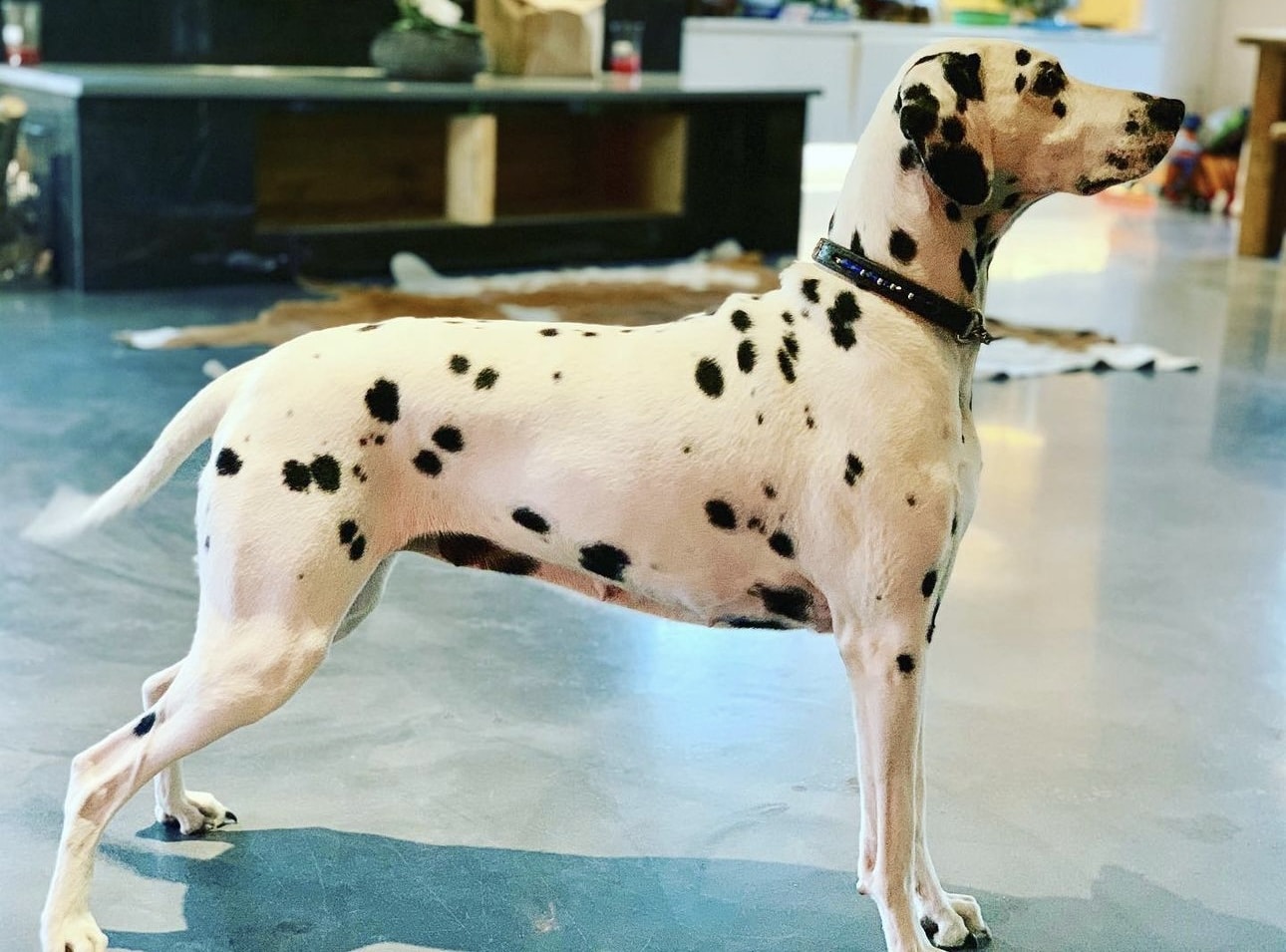 Olilou Dalmatian