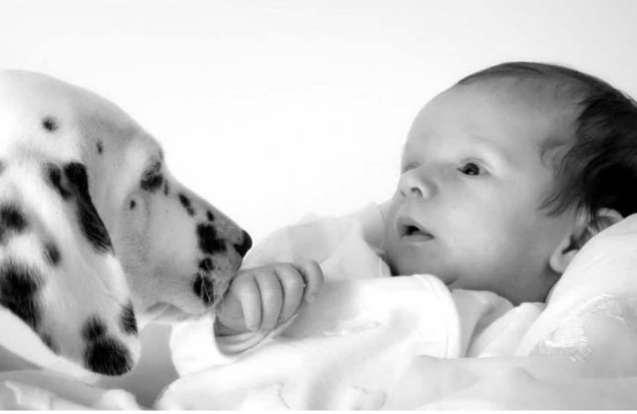 Olilou Dalmatian