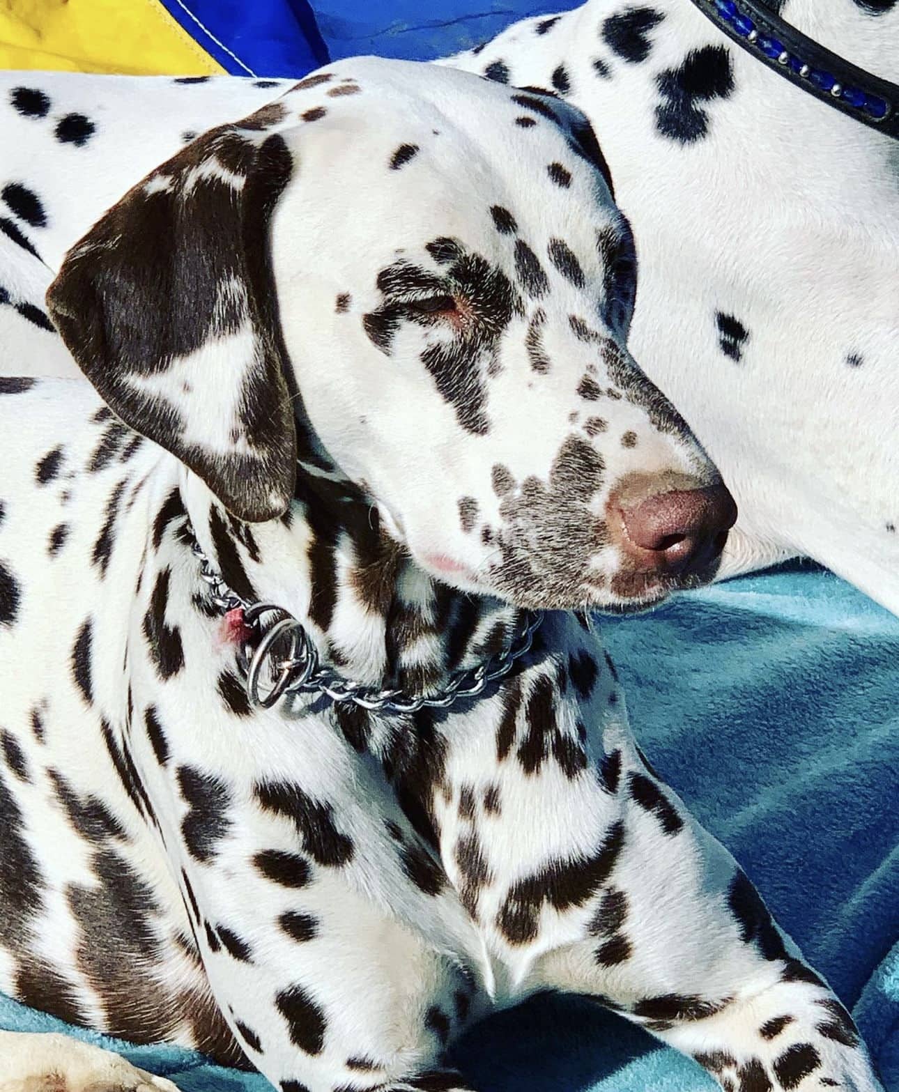Olilou Dalmatian