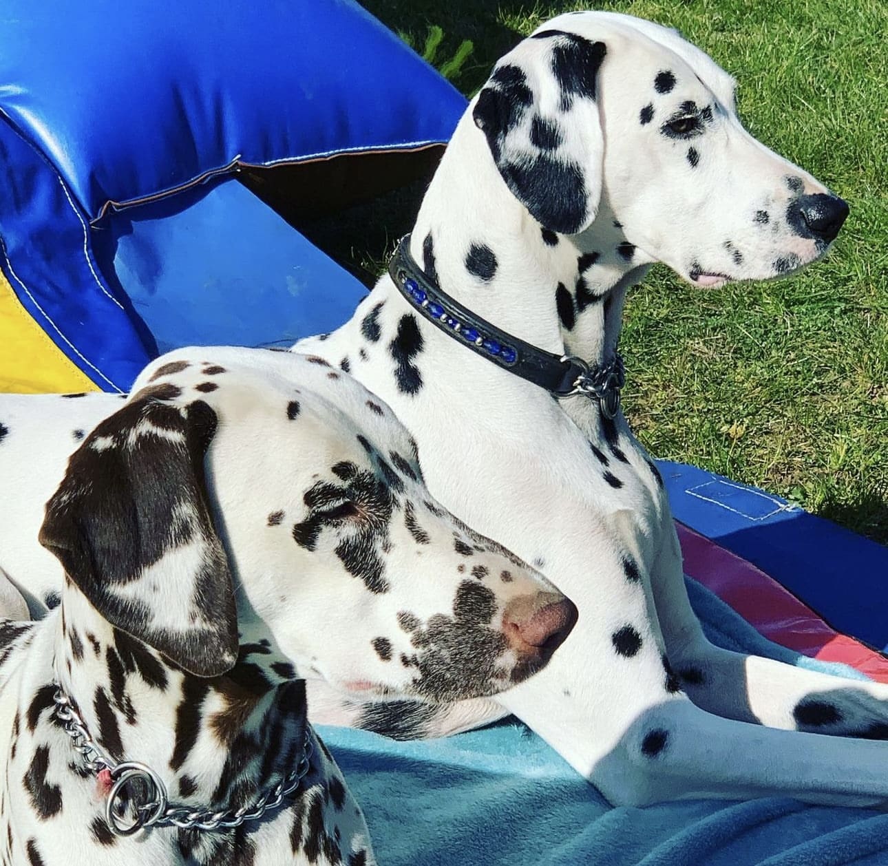 Olilou Dalmatian
