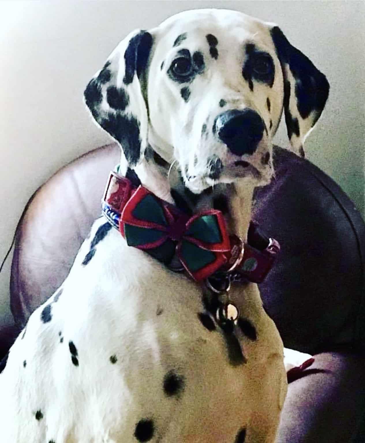 Olilou Dalmatian