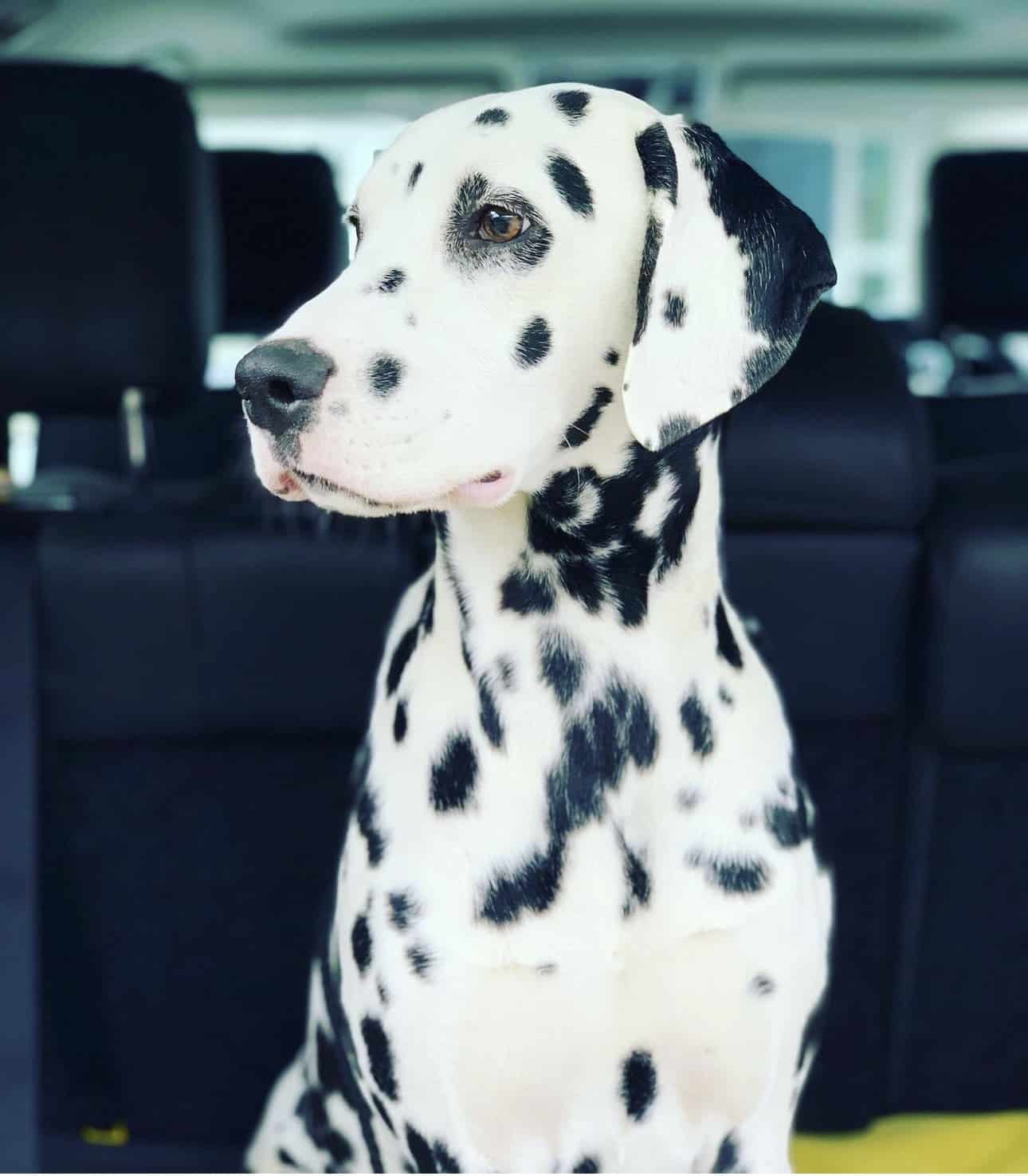 Olilou Dalmatian
