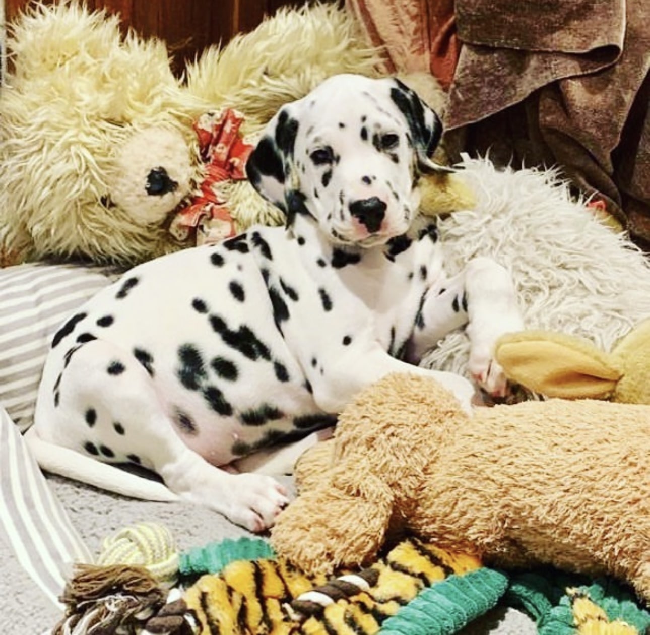 Olilou Dalmatian