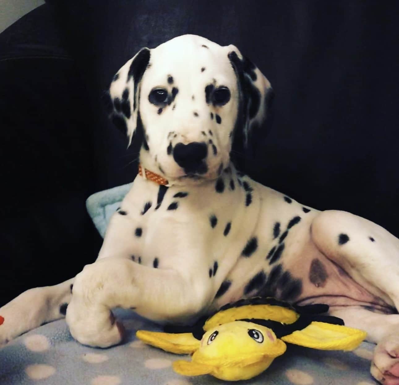 Olilou Dalmatian