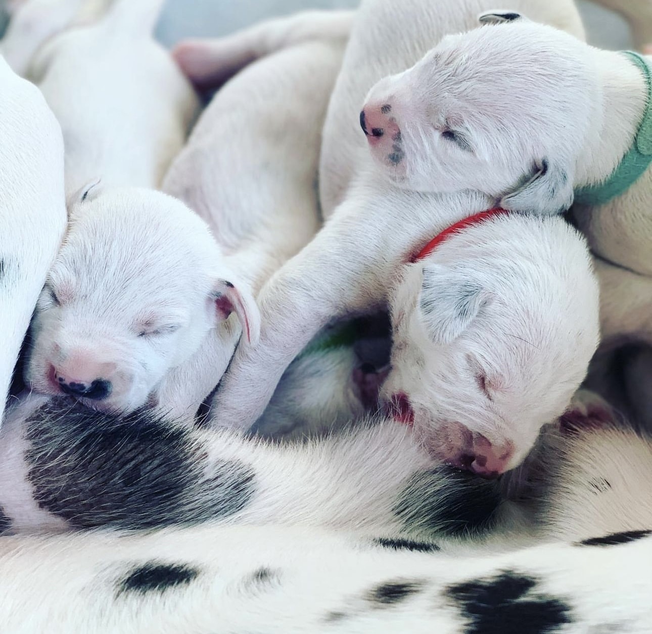 Olilou Dalmatian