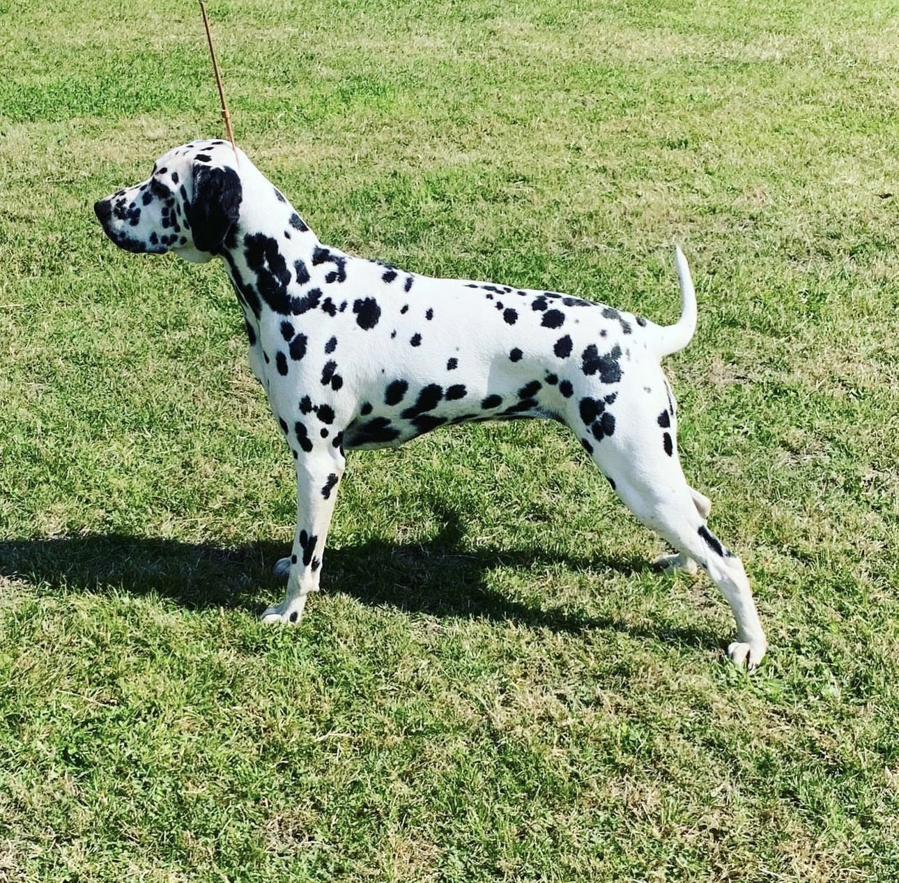 Olilou Dalmatian