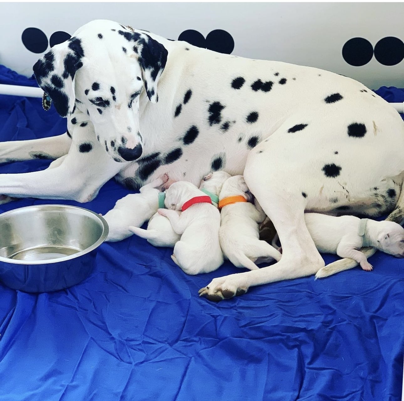 Olilou Dalmatian