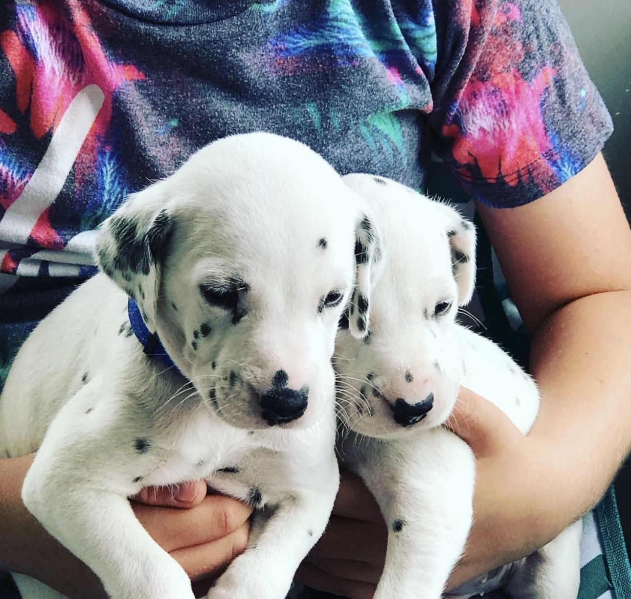 Olilou Dalmatian