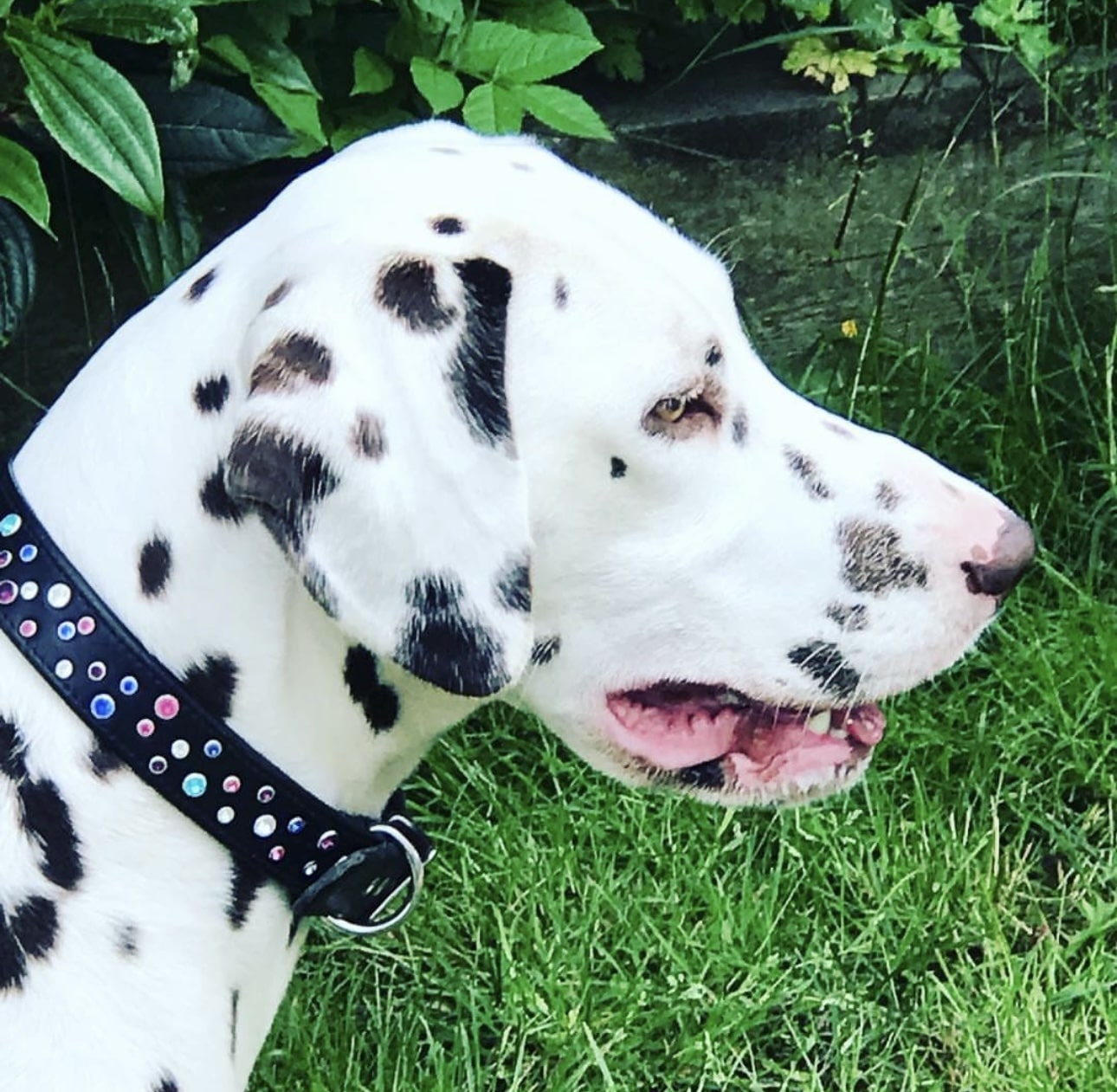 Olilou Dalmatian
