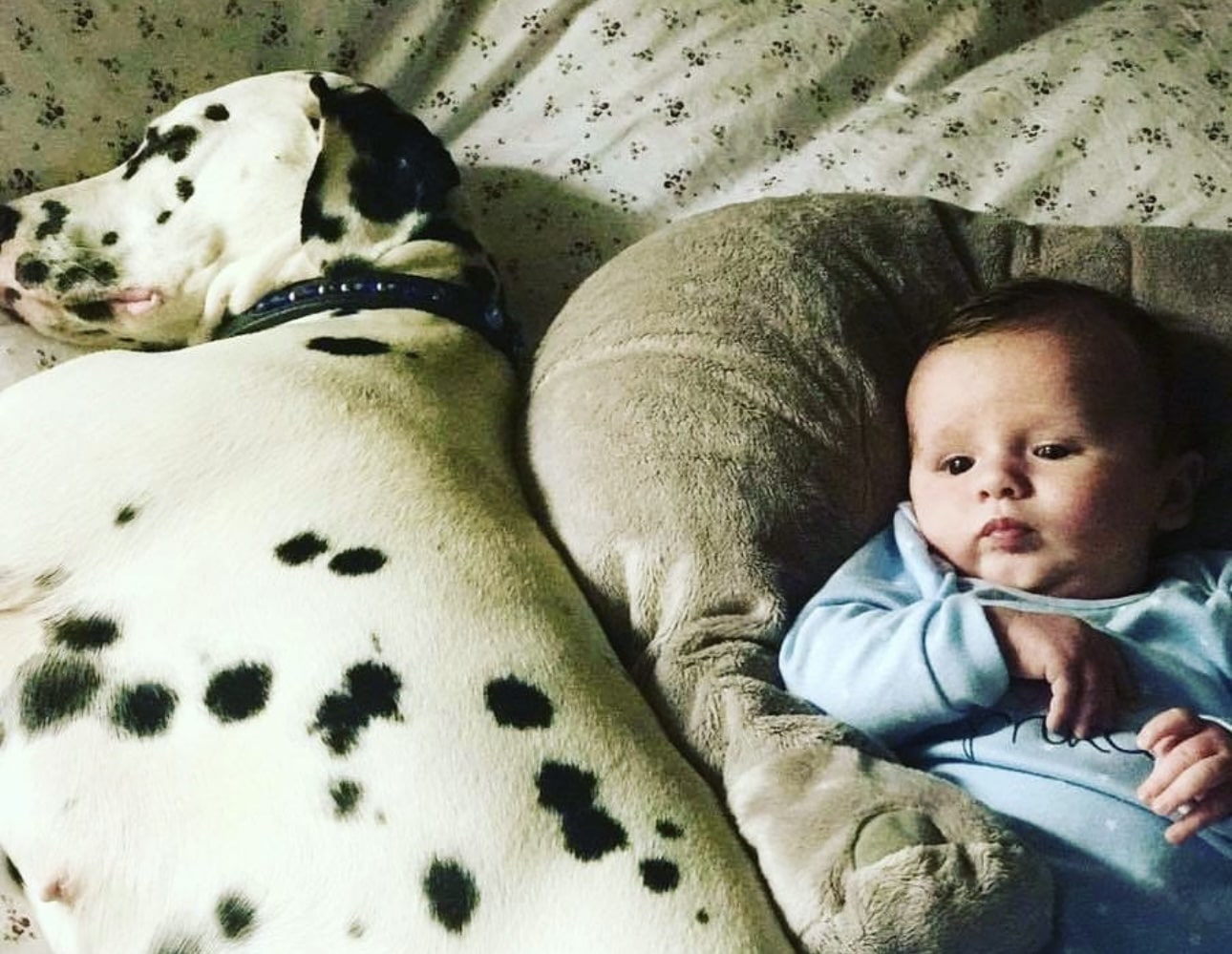 Olilou Dalmatian