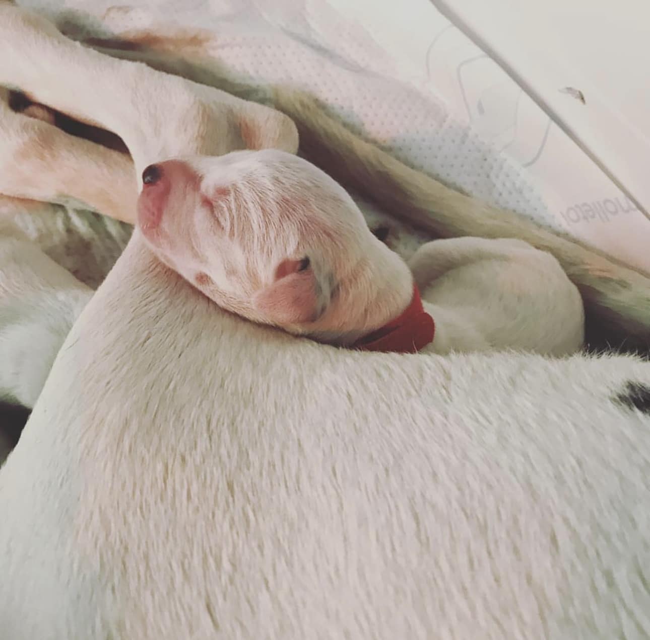 Olilou Dalmatian