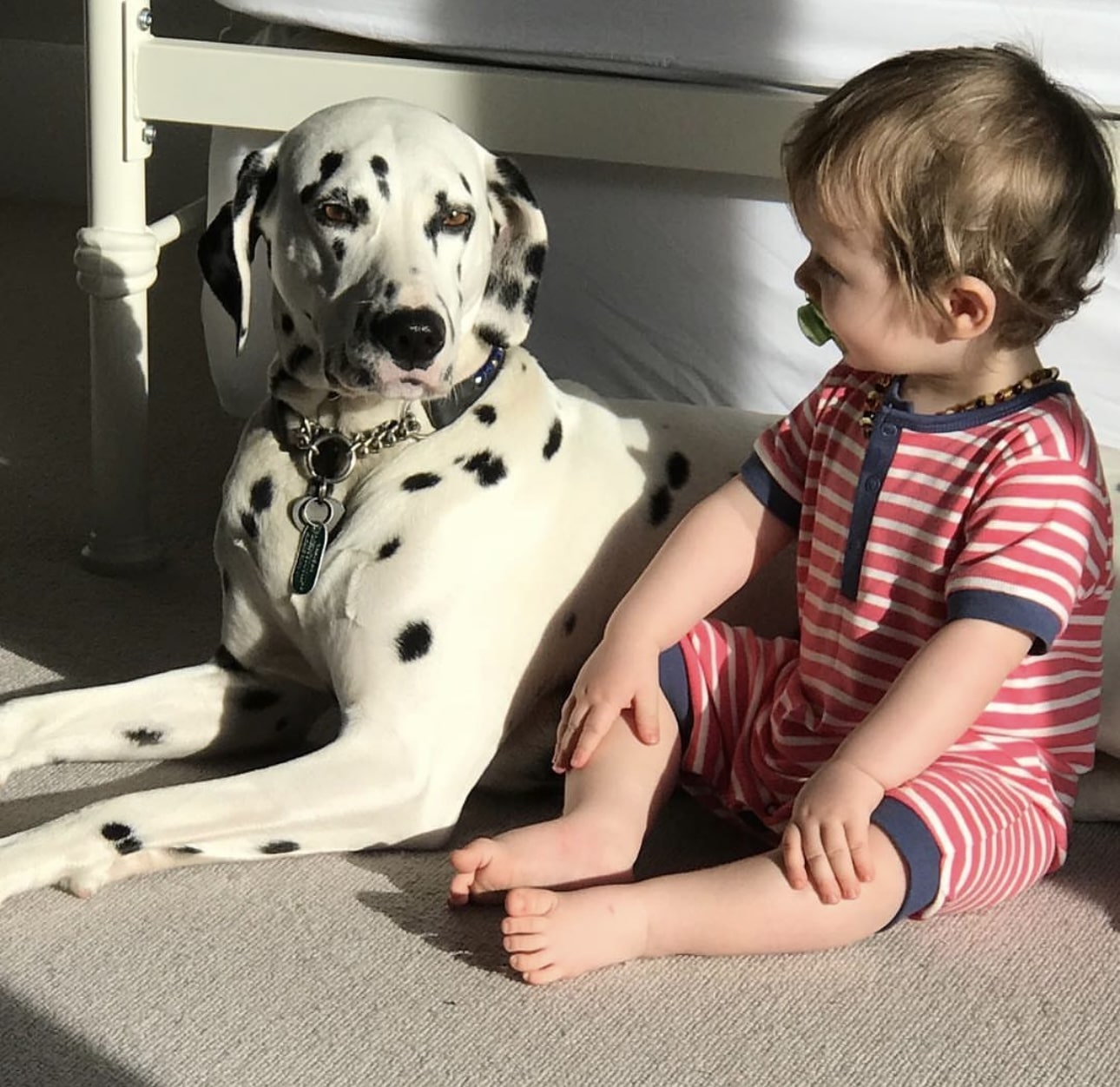 Olilou Dalmatian