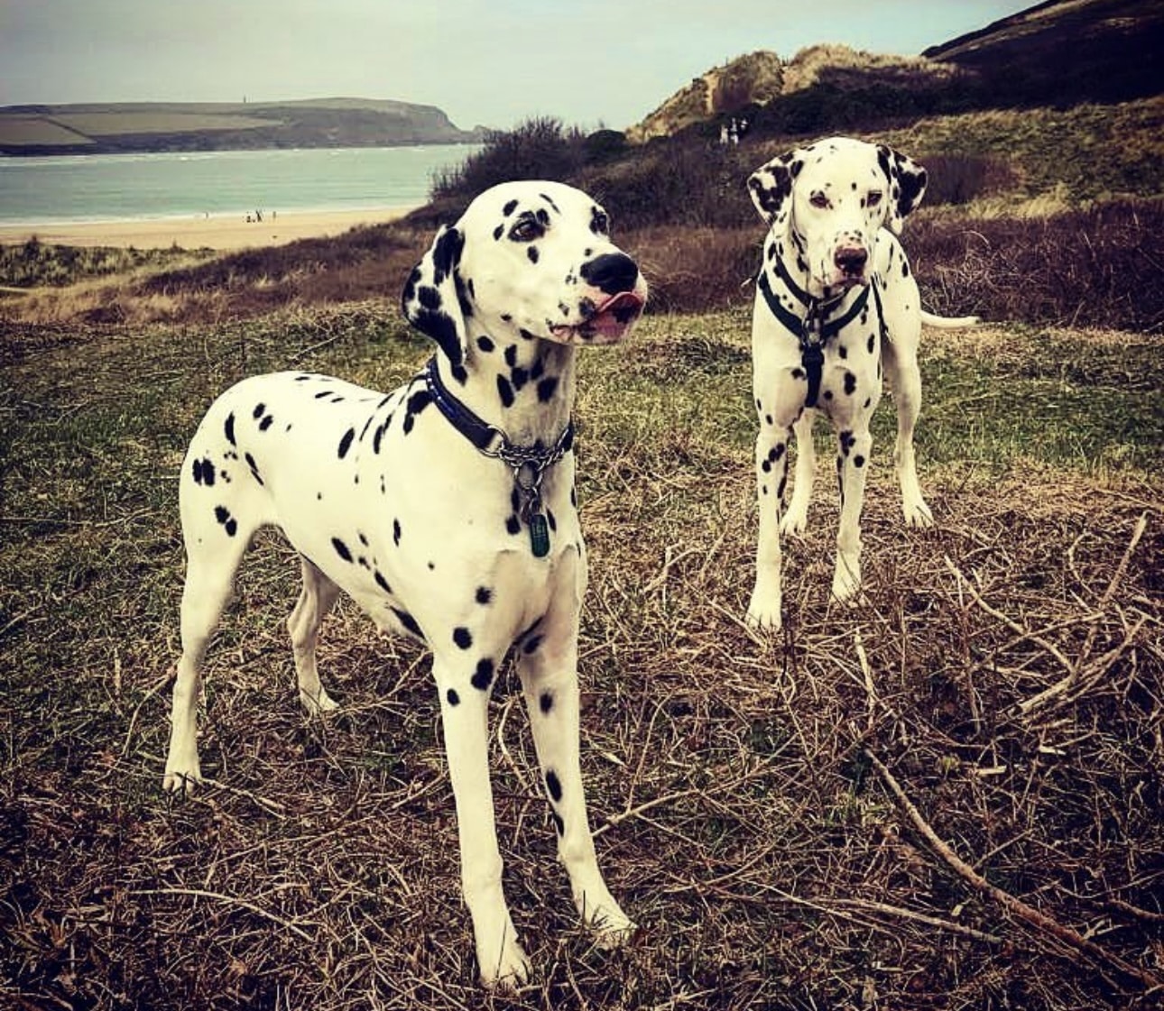 Olilou Dalmatian
