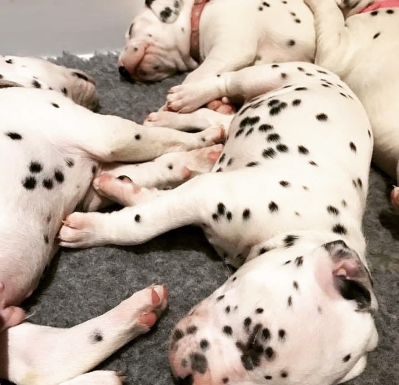 Olilou Dalmatian