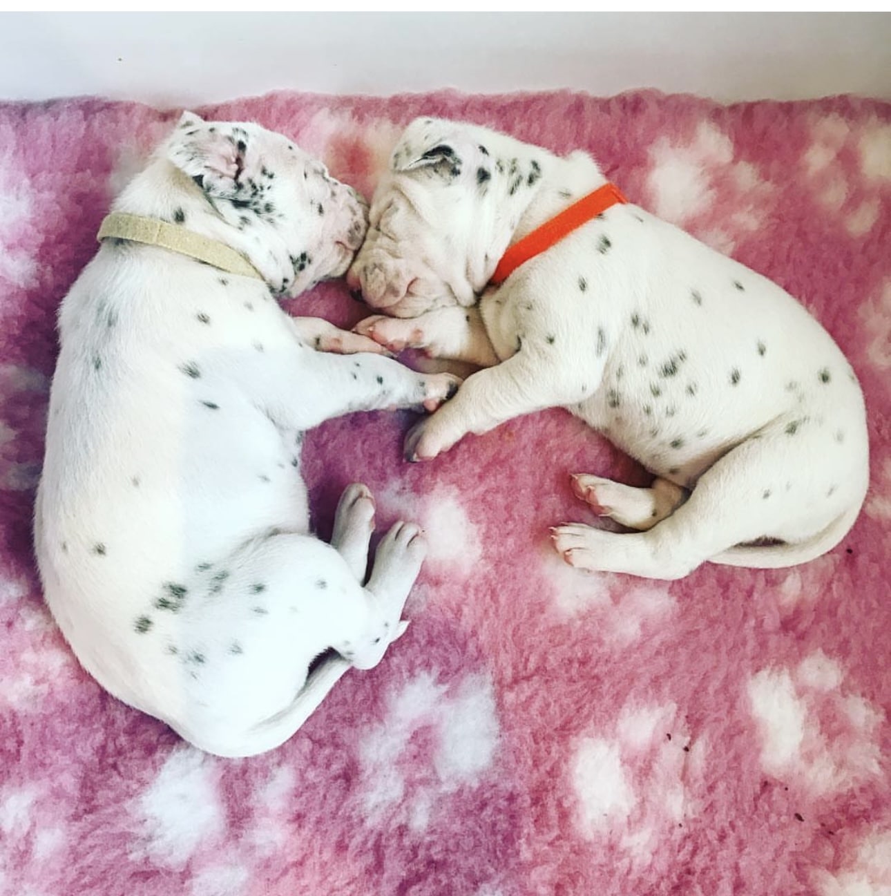 Olilou Dalmatian