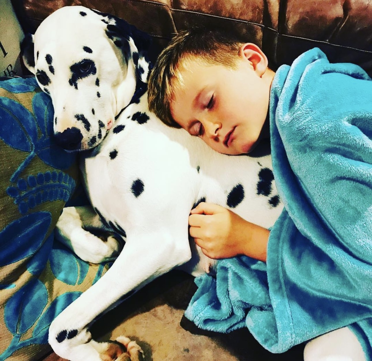 Olilou Dalmatian