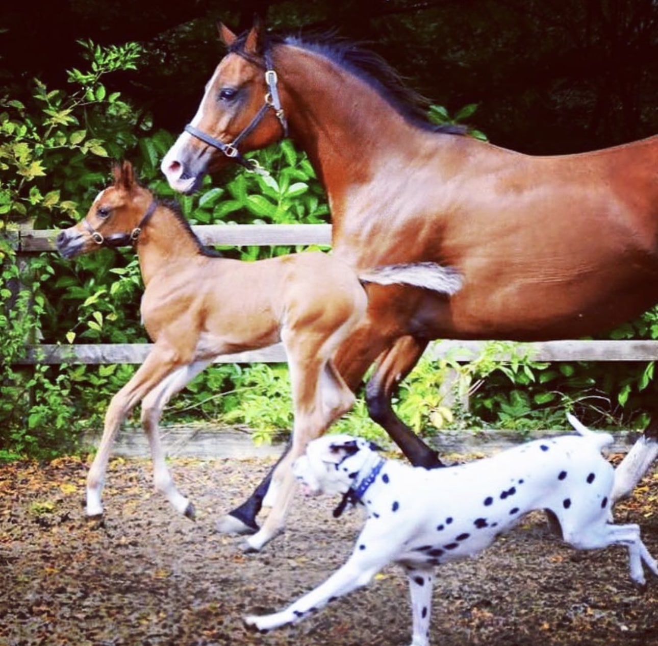 Olilou Dalmatian