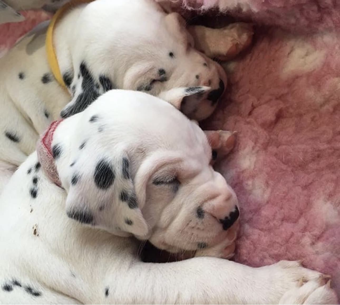Olilou Dalmatian