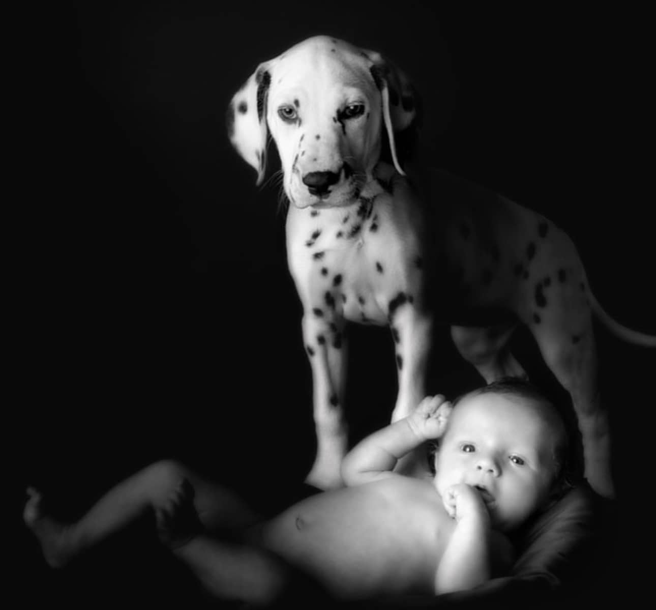 Olilou Dalmatian