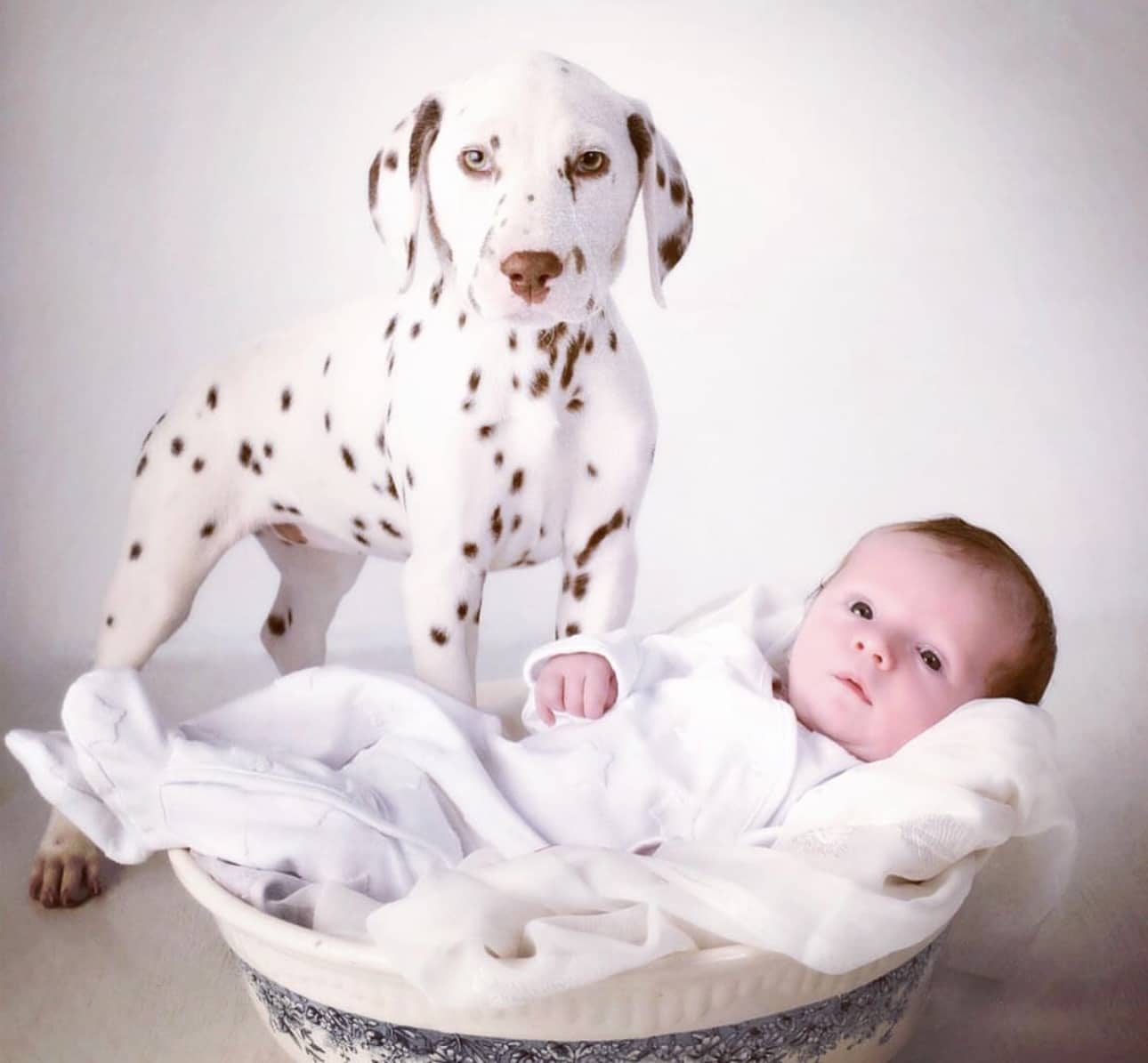 Olilou Dalmatian