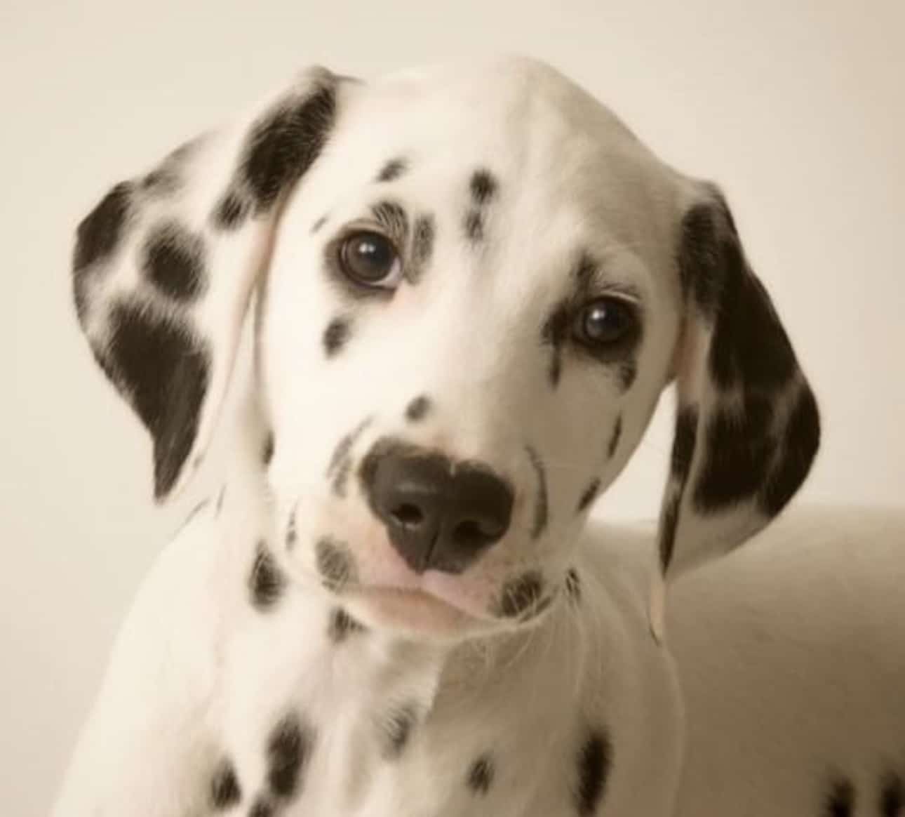Olilou Dalmatian
