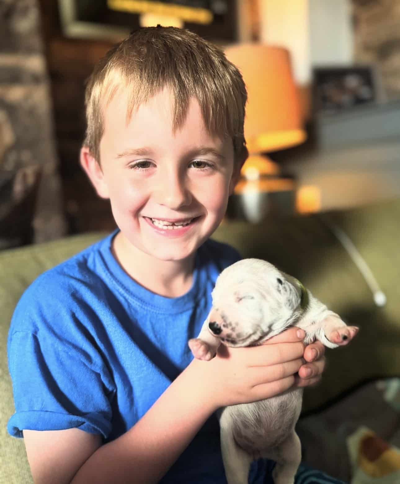 Olilou Dalmatian