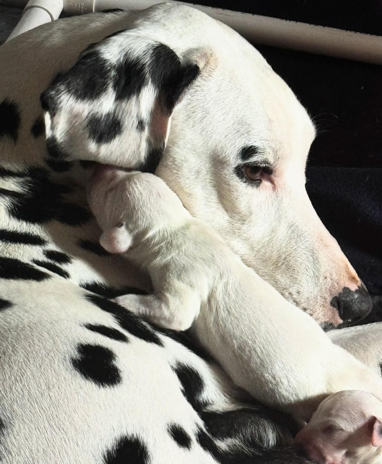 Olilou Dalmatian
