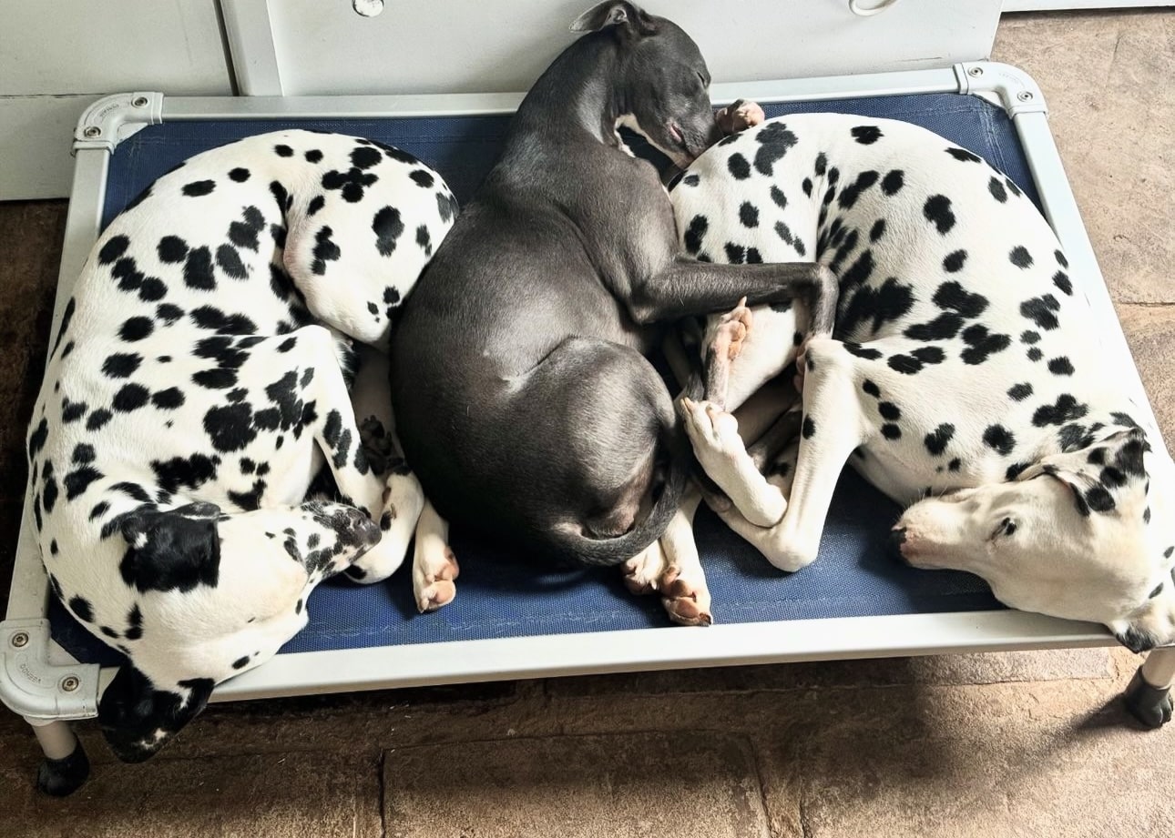 Olilou Dalmatian