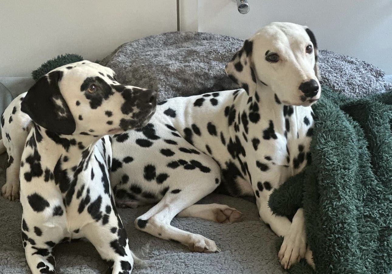Olilou Dalmatian