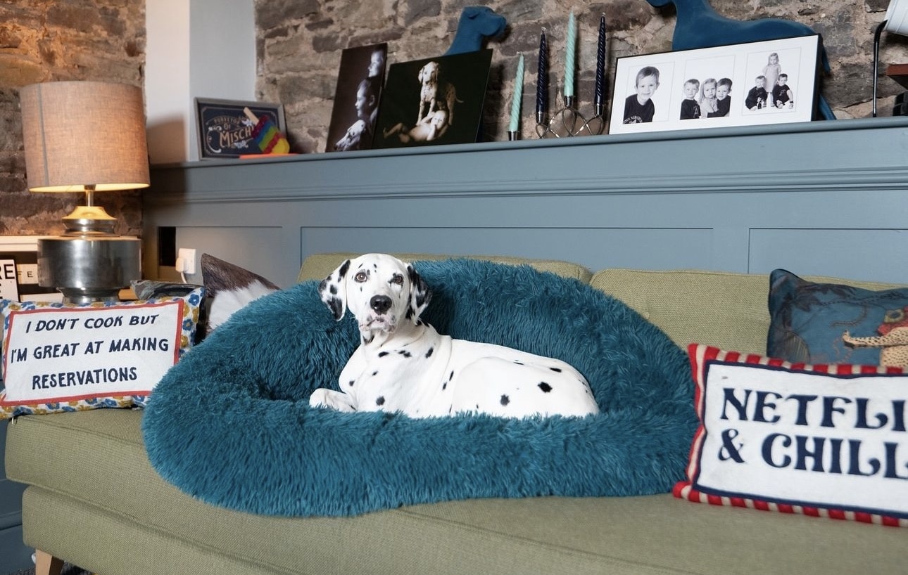 Olilou Dalmatian