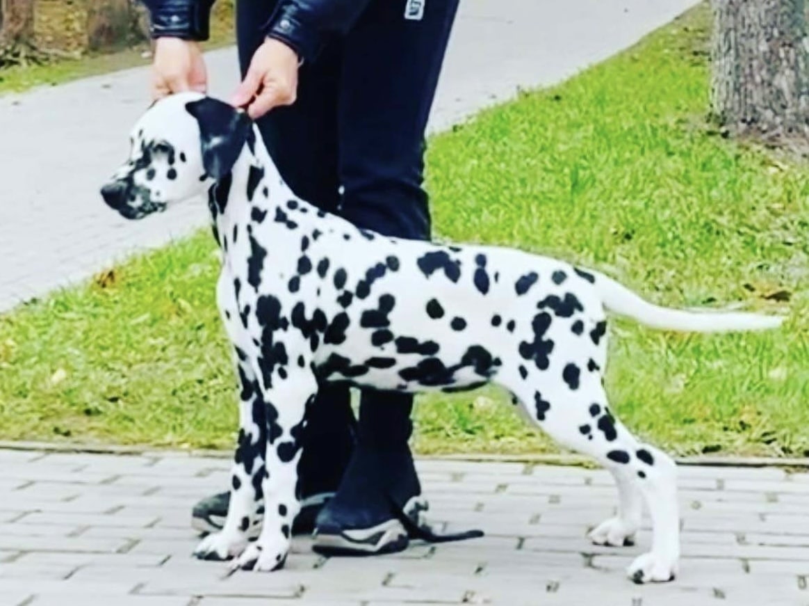 Naz the Dalmatian
